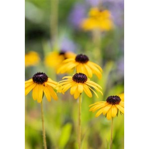 Sonnenhut Rudbeckia Fulgida mit goldgelben Blüten im 9x9 cm Topf.