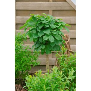 Rosskastanie 'Monstrosa', 30–40 cm, als Hausbaum mit buschiger Krone und grünen Blättern.