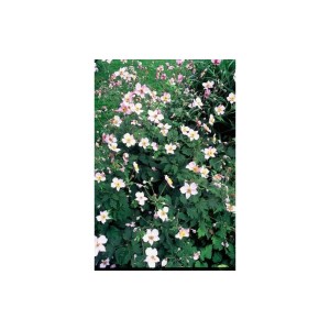 Foto von Exotenherz Herbst-Anemone 'Robustissima' mit zartrosa Blüten, ideal als Bodendecker.