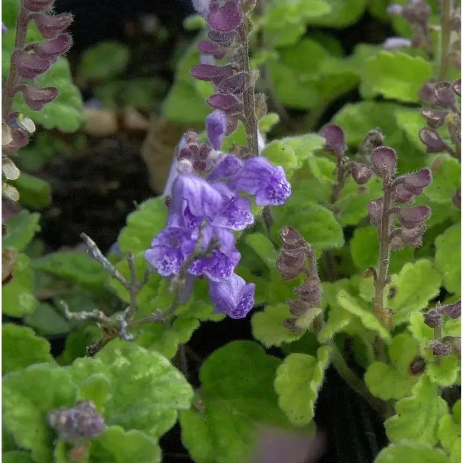 Herbst Helmkraut Parviflora - Scutellaria incana