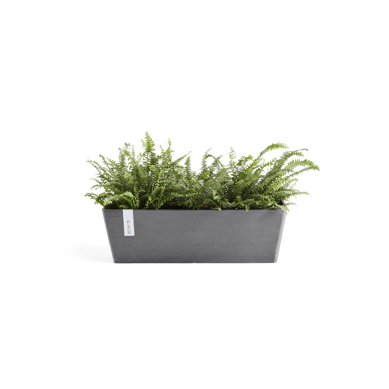 hedera indoor plant Hedera helix – Adplants main image 1