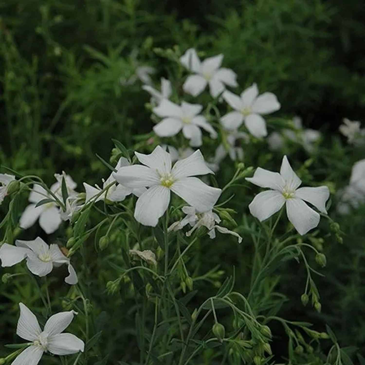 6 x Staudenlein 'Diamant' Linum Perenne Topf 9cm Weiße Blüten