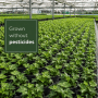 Grüne Hedera Bodendecker Pflanzen in Töpfen, in Reihen in einem Gewächshaus. Ideal für Garten & Teichrand.