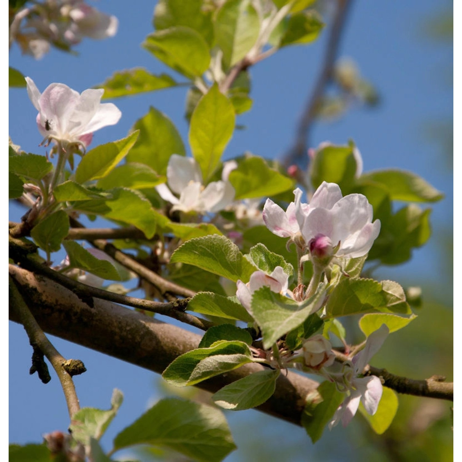 Apfelbaum Laxrons SuperB 60-80cm - fest und feinwürzig günstig online kaufen