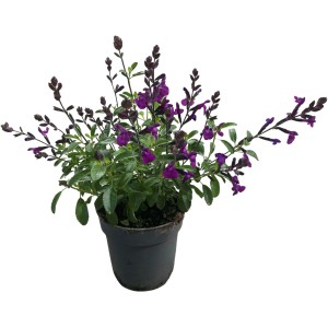 GROW by OBI Pfirsich-Salbei blauviolett Höhe 10-20 cm Topf-Ø ca. 12 Salvia