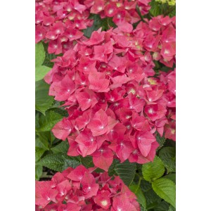 Ballenhortensie Green Shadow Rot, ca. 30cm hoch im 5l Topf. Blüten in Rot- und Grüntönen.