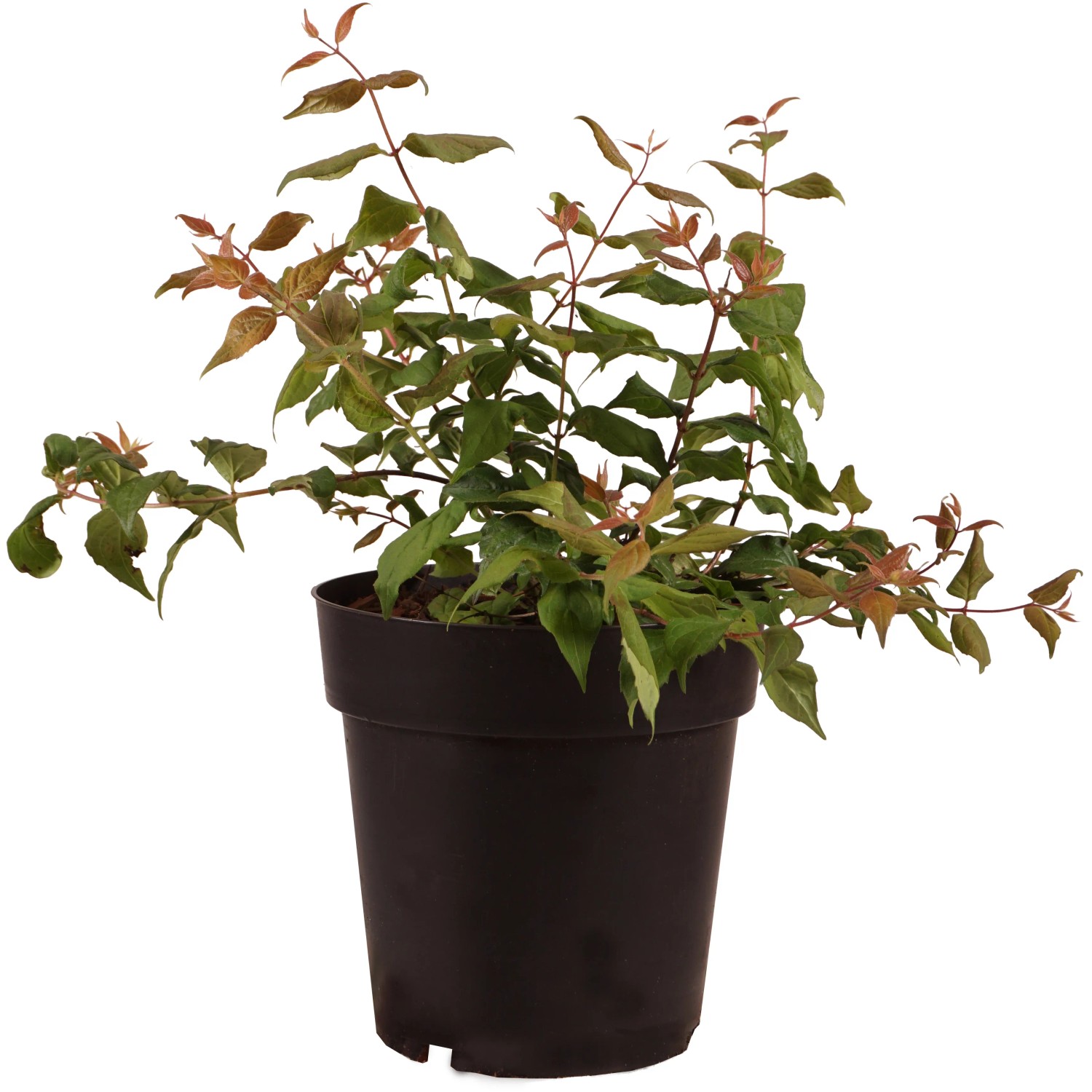 Perlmuttstrauch Höhe ca. 30 cm Topf ca. 2,8 l Kolkwitzia amabilis