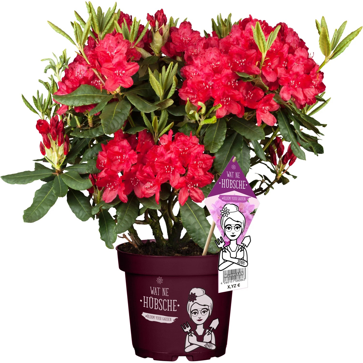Rhododendron Hecke "Wat ne Hbsche" 30-40 cm 5 l kaufen bei OBI