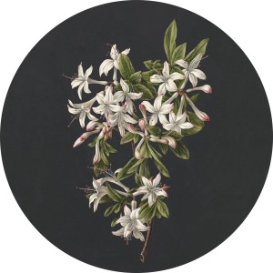 ESTAhome selbstklebende runde Tapete Blüte in Hellrosa und Schwarz, Ø 70 cm.