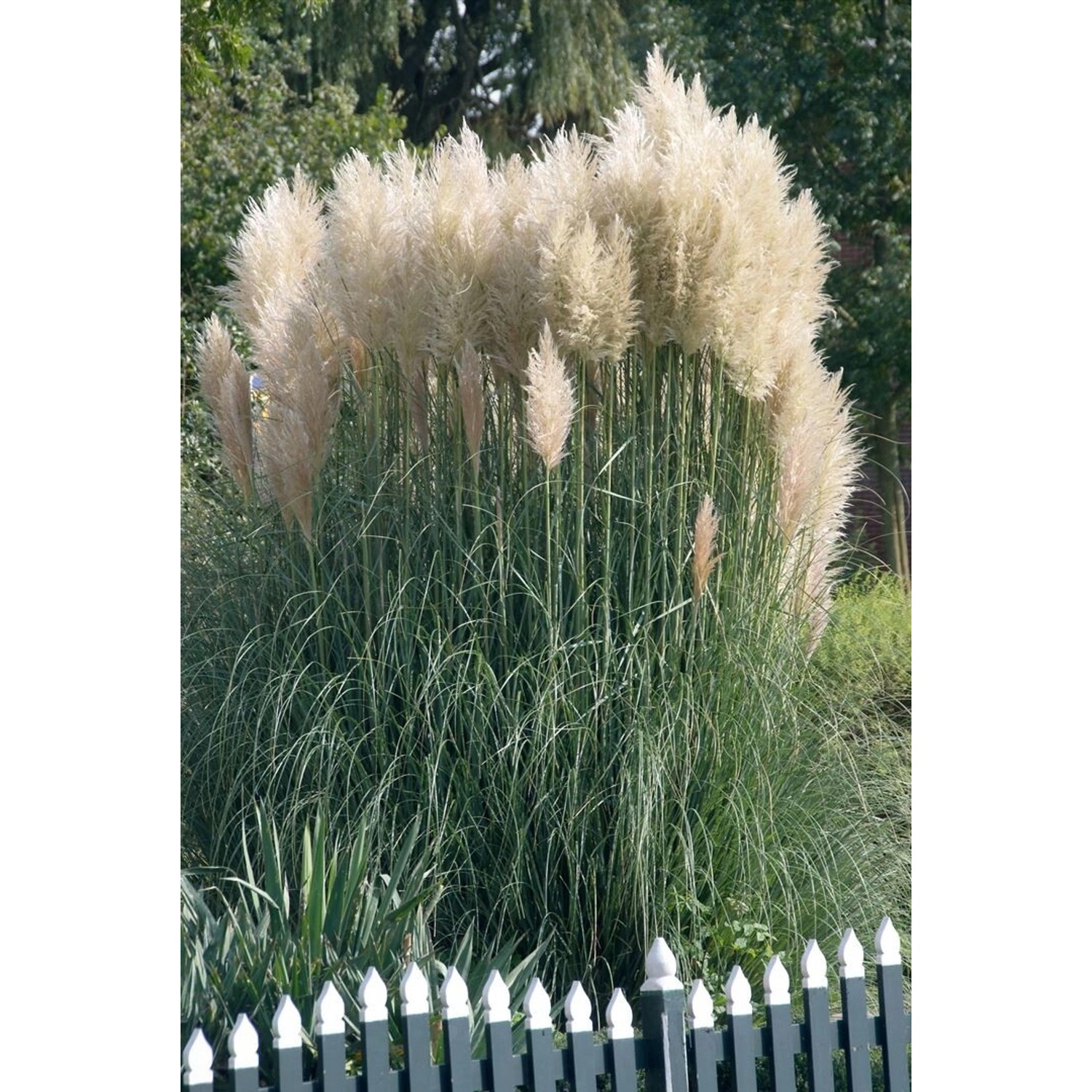 Cortaderia Selloana Sunningdale Silver Pampasgras Silbrig 7,5-10 L Containe günstig online kaufen