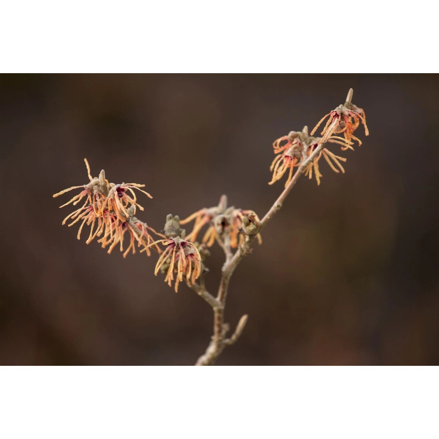 Hamamelis Intermedia Aurora Zaubernuss Orange-Gelb 60–80 cm günstig online kaufen