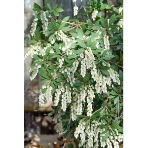 Blühende Japanische Lavendelheide (Pieris Japonica Stöckmann) mit weißen Blüten und grünen Blättern.