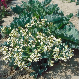Meerkohl (Crambe maritima) im Topf mit weißen Blüten und blaugrünem Laub. Winterharte Staude für Steingärten.