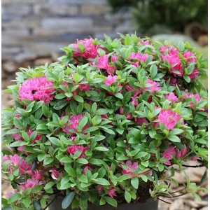 Japanische Azalee Diamant Rot, Rhododendron mit roten Blüten und grünen Blättern.