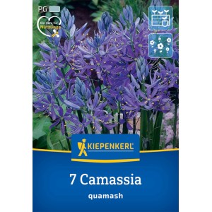 Kiepenkerl Prärielilie: 7er-Packung Blumenzwiebeln mit azurblauen Blüten.