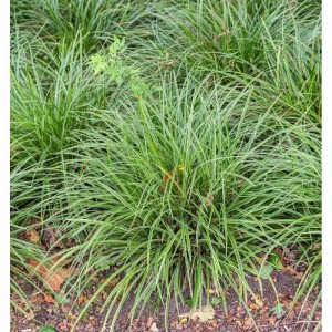 Immergrüne Japan Temnolepsis (Carex morrowii) Staude mit grün-weiß gestreiften Blättern.