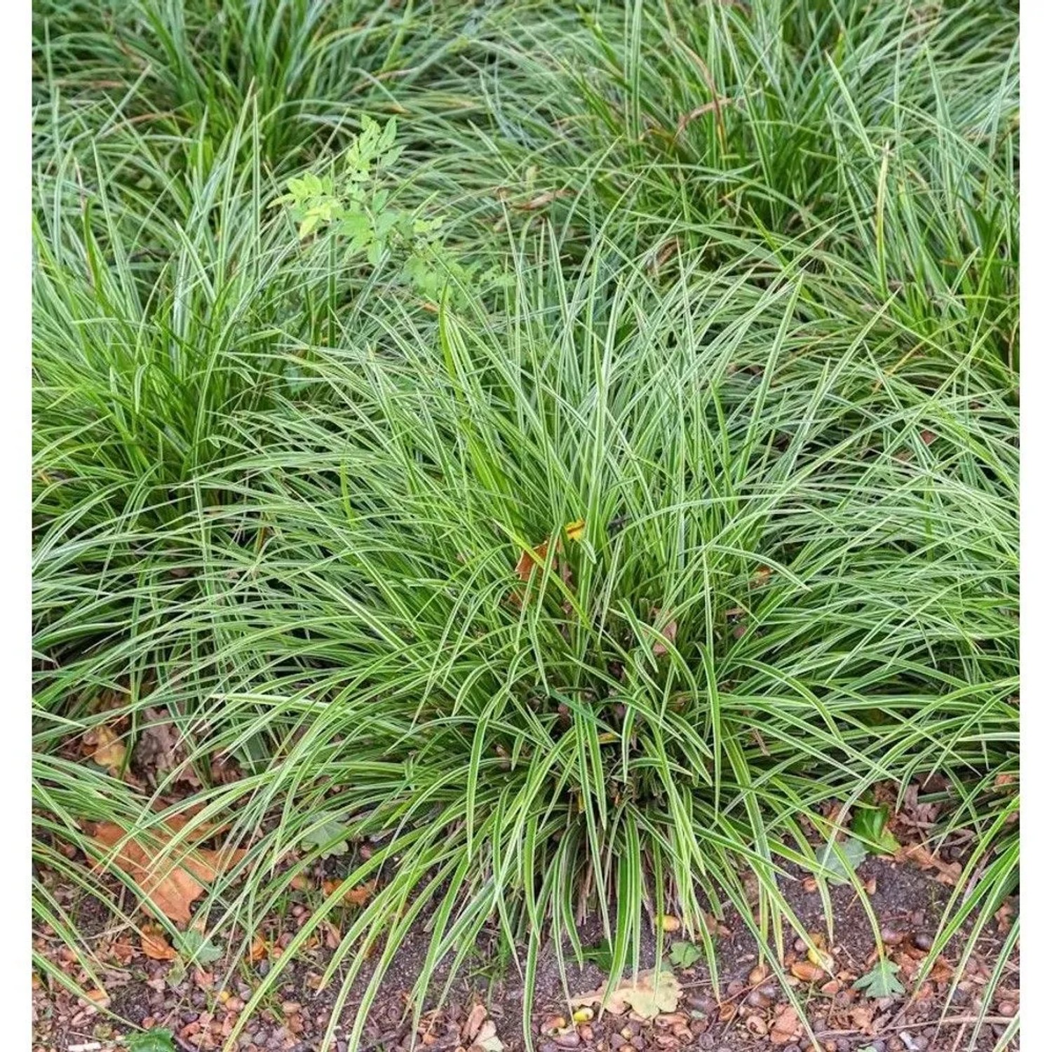 Immergrüne Japan Temnolepsis - Carex morrowii
