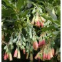 Anden-Heidelbeere Vaccinium floribundum mit grünen Blättern, hängenden rosa-roten Blüten und unreifen Beeren.