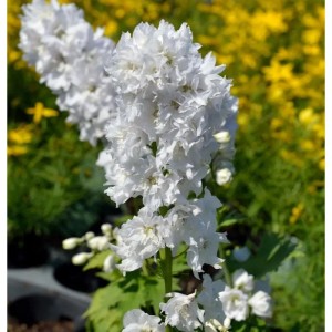 Rittersporn 'New Millennium Green Twist': Weiße Blütenstände der Delphinium Staude.