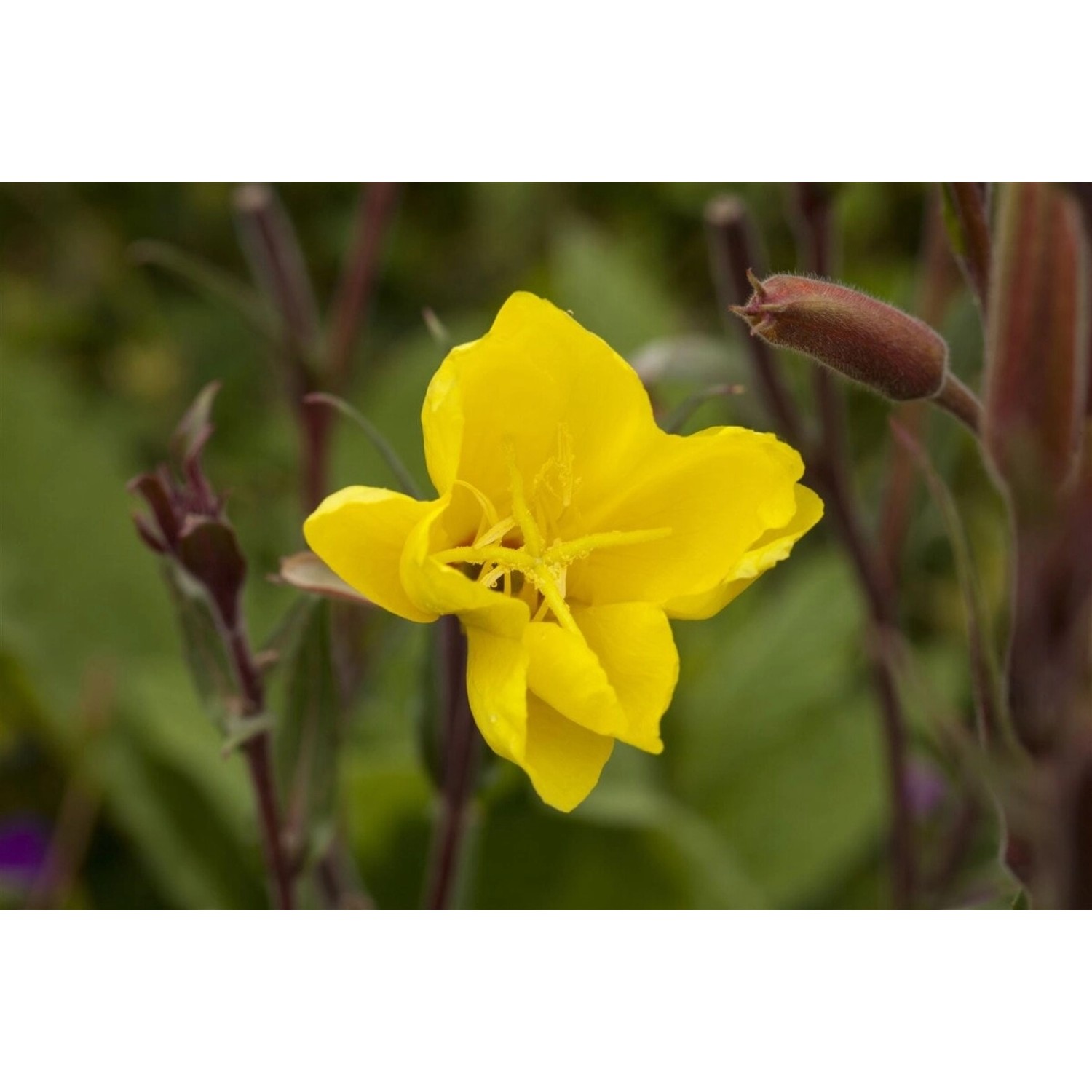 Oenothera Odorata Duftende Nachtkerze Ca. 9x9 cm Topf günstig online kaufen