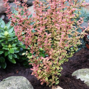Berberitze Orange Rocket (Berberis thunbergii) mit orange-roten Blättern im Garten.