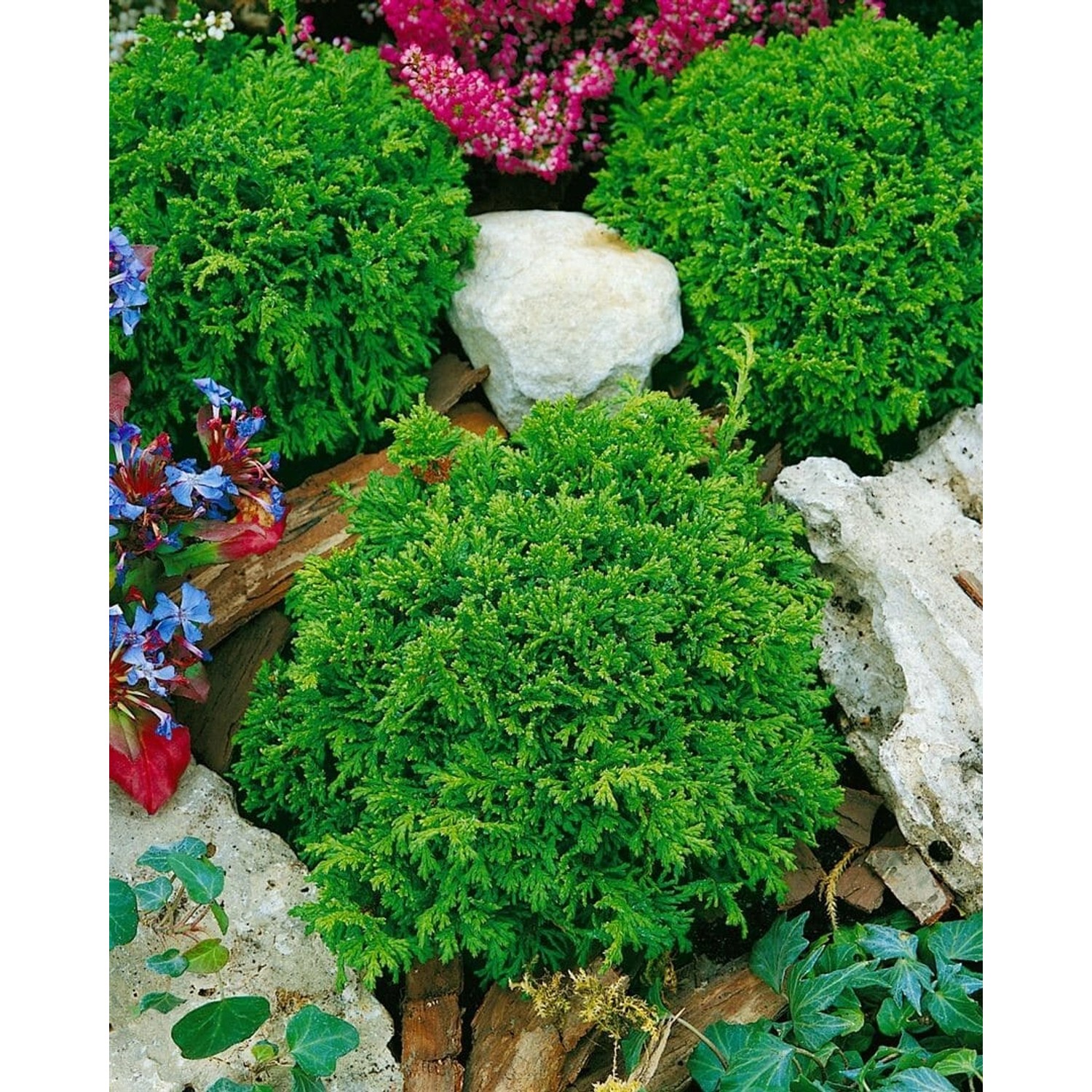 Chamaecyparis Pisifera Tsukumo Zwerg-Scheinzypresse 15–20 cm günstig online kaufen