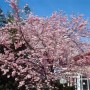 Rosa Winterkirsche Prunus subhirtella mit zahlreichen hellrosa Blüten vor strahlend blauem Himmel. Zierkirsche.