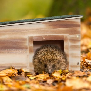 Igelhaus aus braunem Tannenholz mit Igel im Eingang, umgeben von Herbstlaub. Schutz für den Winterschlaf.