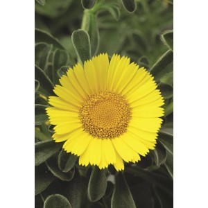 Nahaufnahme des leuchtend gelben GROW by OBI Goldtaler "Aurelia" mit grünen Blättern.