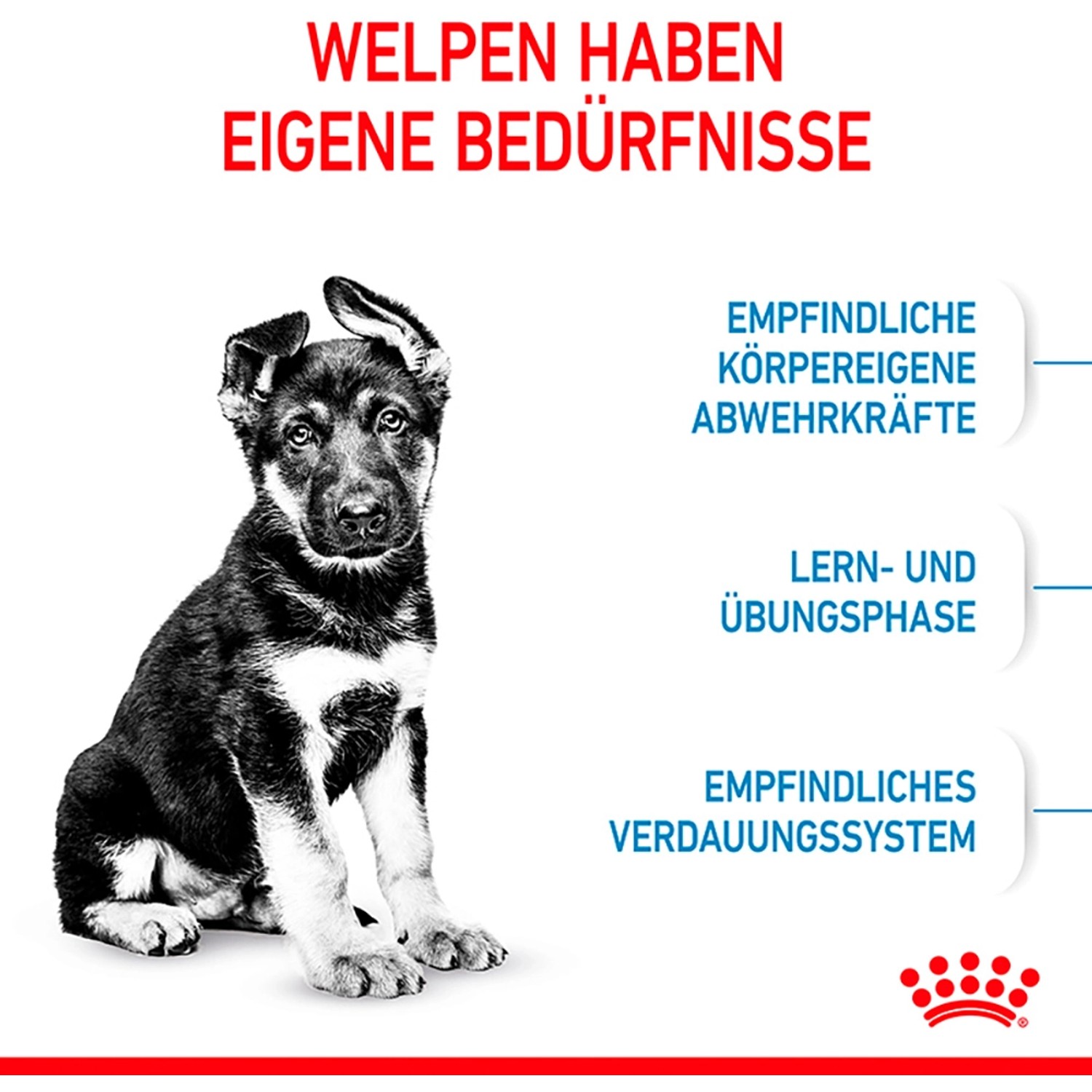 Welpe großer Rasse sitzt neben Hinweisen zu Royal Canin Maxi Puppy Trockenfutter.
