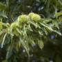 Esskastanie (Castanea Sativa) mit grünen, stacheligen Fruchtständen und Blättern.