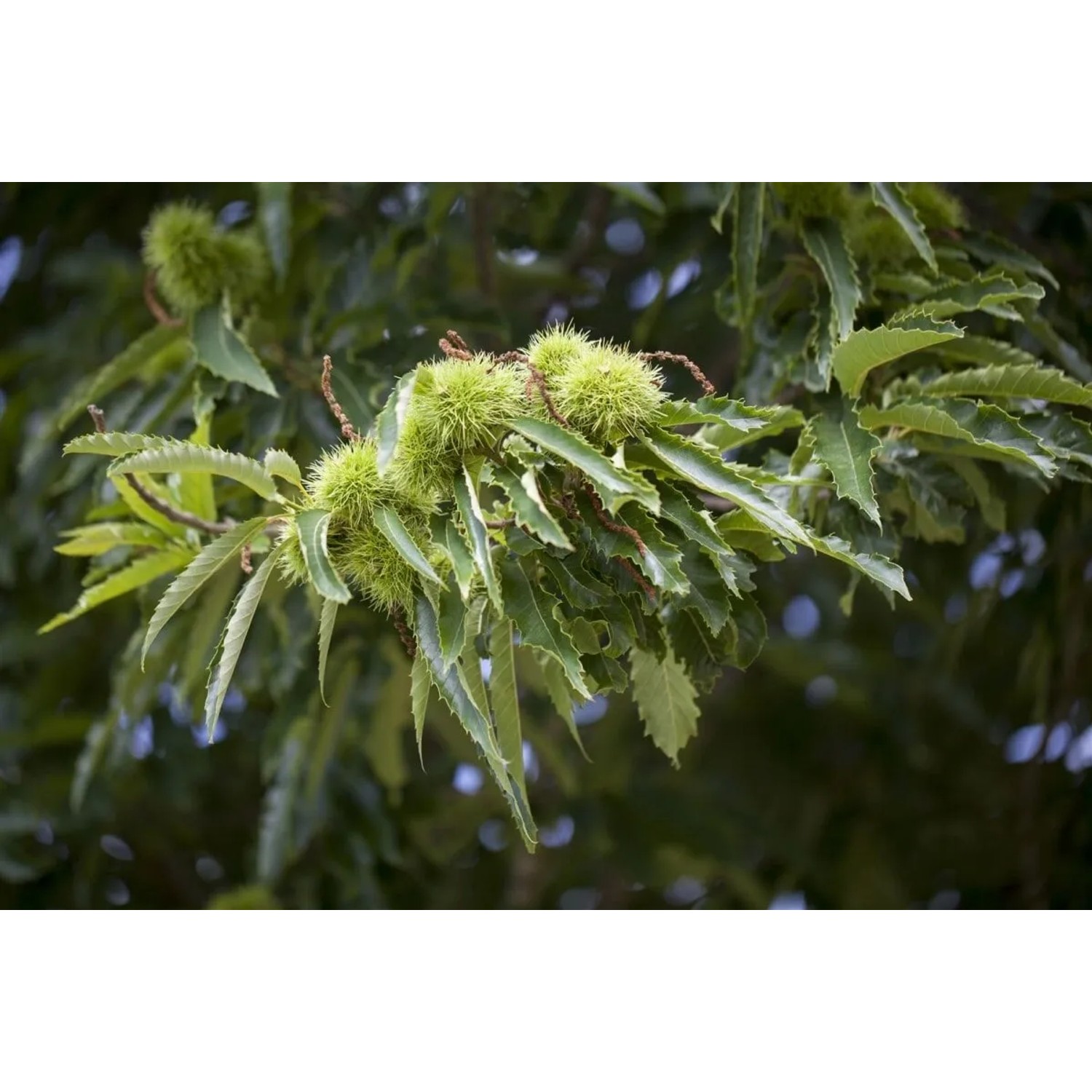 Esskastanie (Castanea Sativa) mit grünen, stacheligen Fruchtständen und Blättern.
