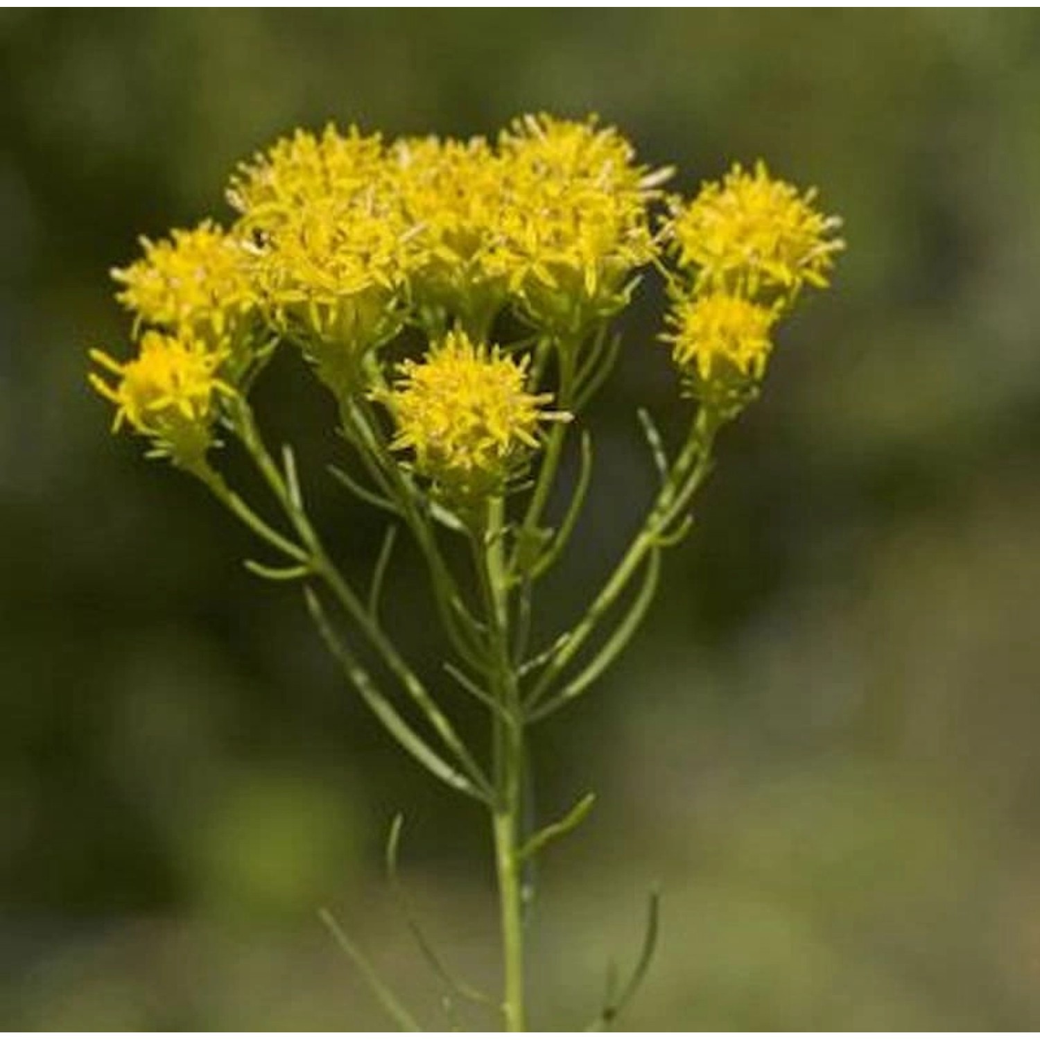 Goldhaaraster - Aster linosyris günstig online kaufen