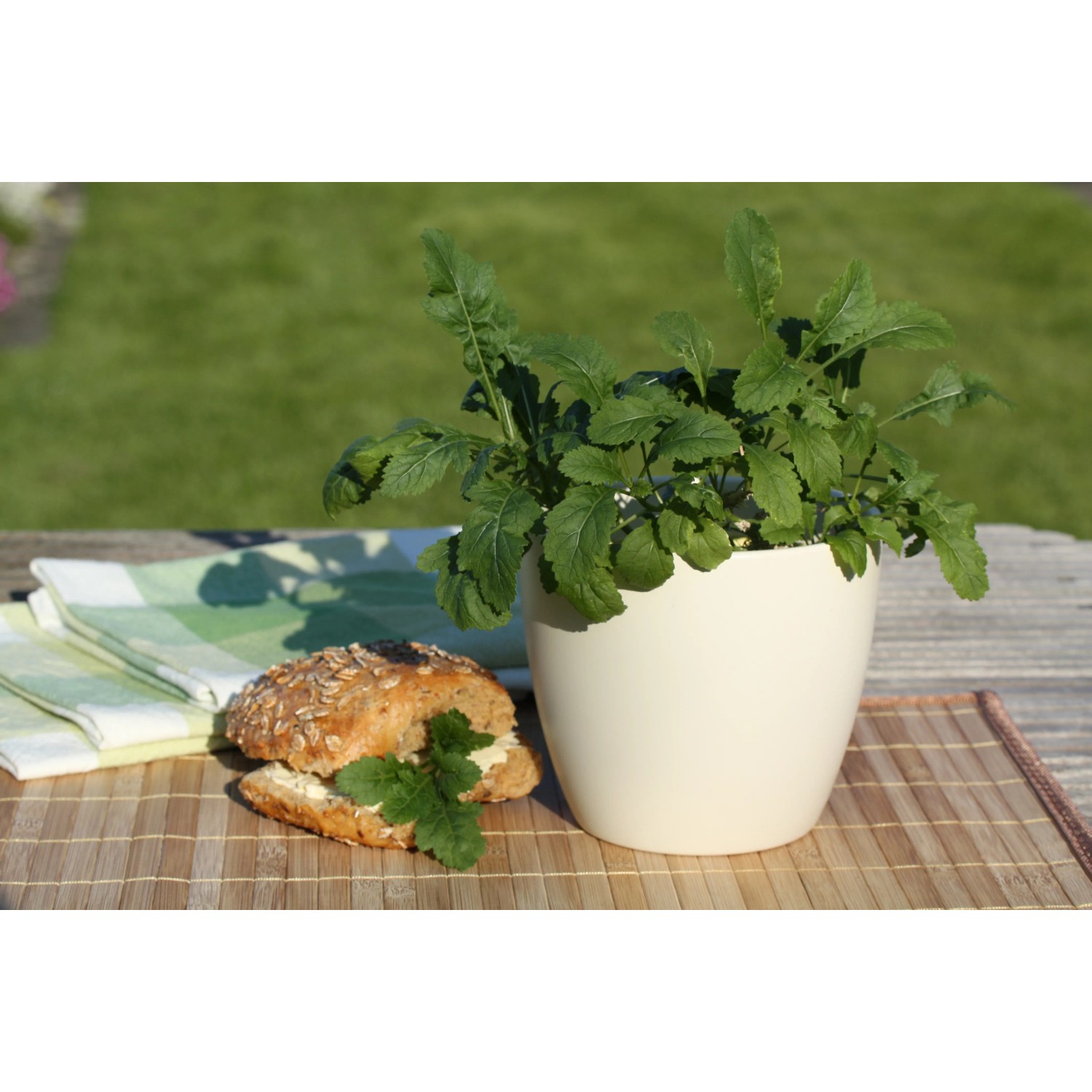 Blu Wasabi Rucola Pflanze im Topf 12 cm kaufen bei OBI