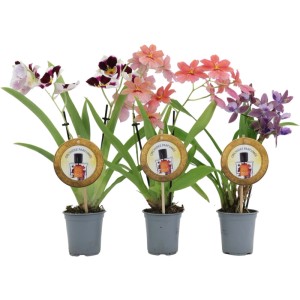 GROW by OBI Duftorchidee "Parfumée" Farbenauswahl Topf-Ø ca. 9 cm