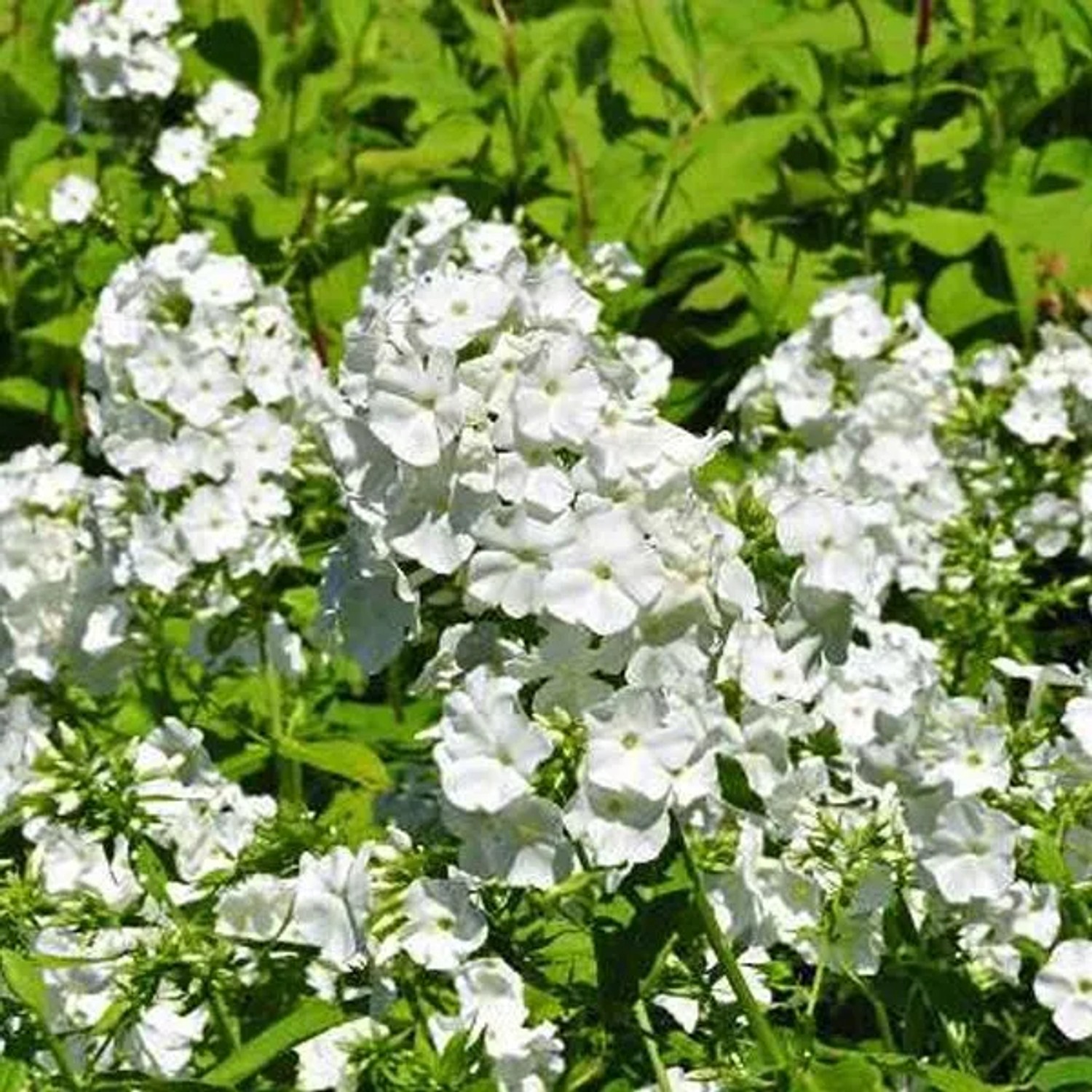 6 x Hohe Flammenblume 'White Admiral' Phlox paniculata Topf 9cm Weiße Blüten