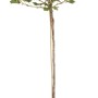OBI Bio Stachelbeere Hochstamm Grün im Topf, ca. 80-100cm hoch.