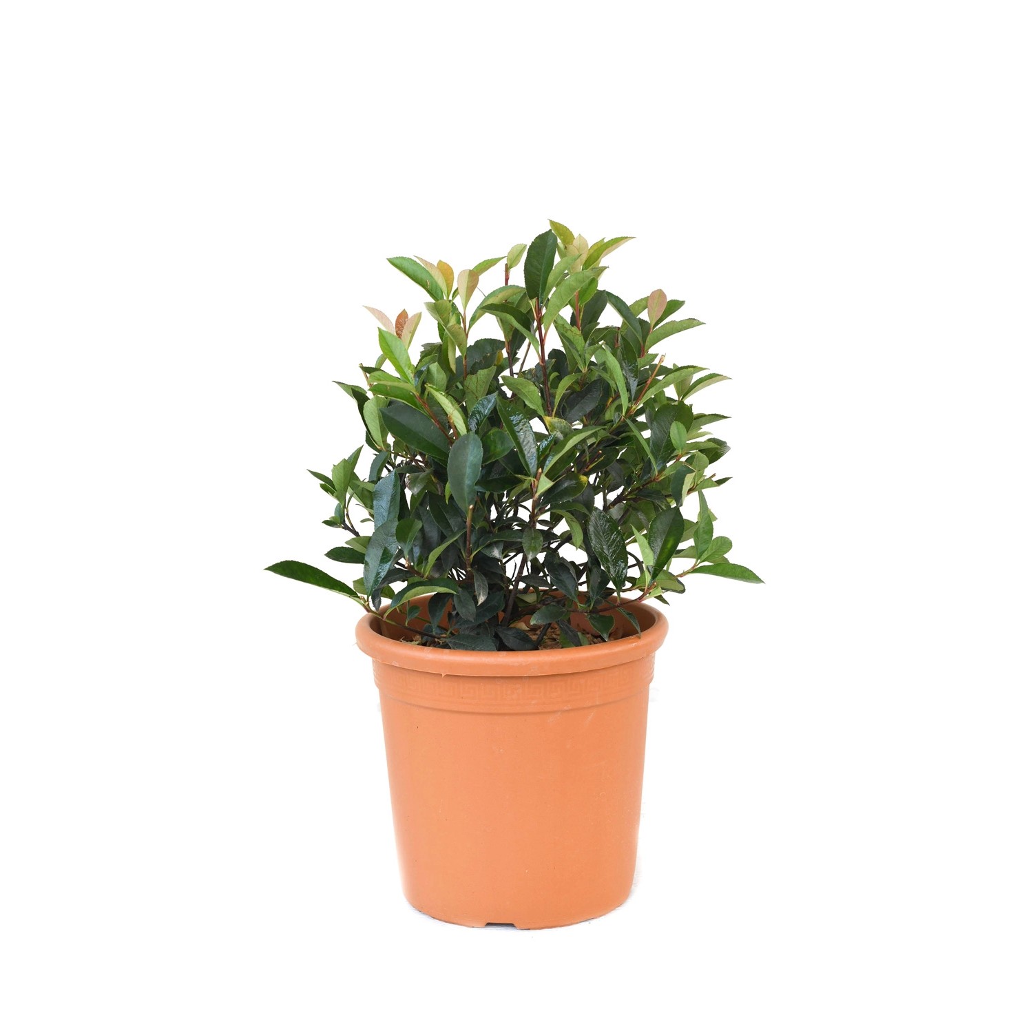 GROW by OBI Glanzmispel Carré Rouge ca. 25 cm Topf ca. 10 l Photinia fraser günstig online kaufen