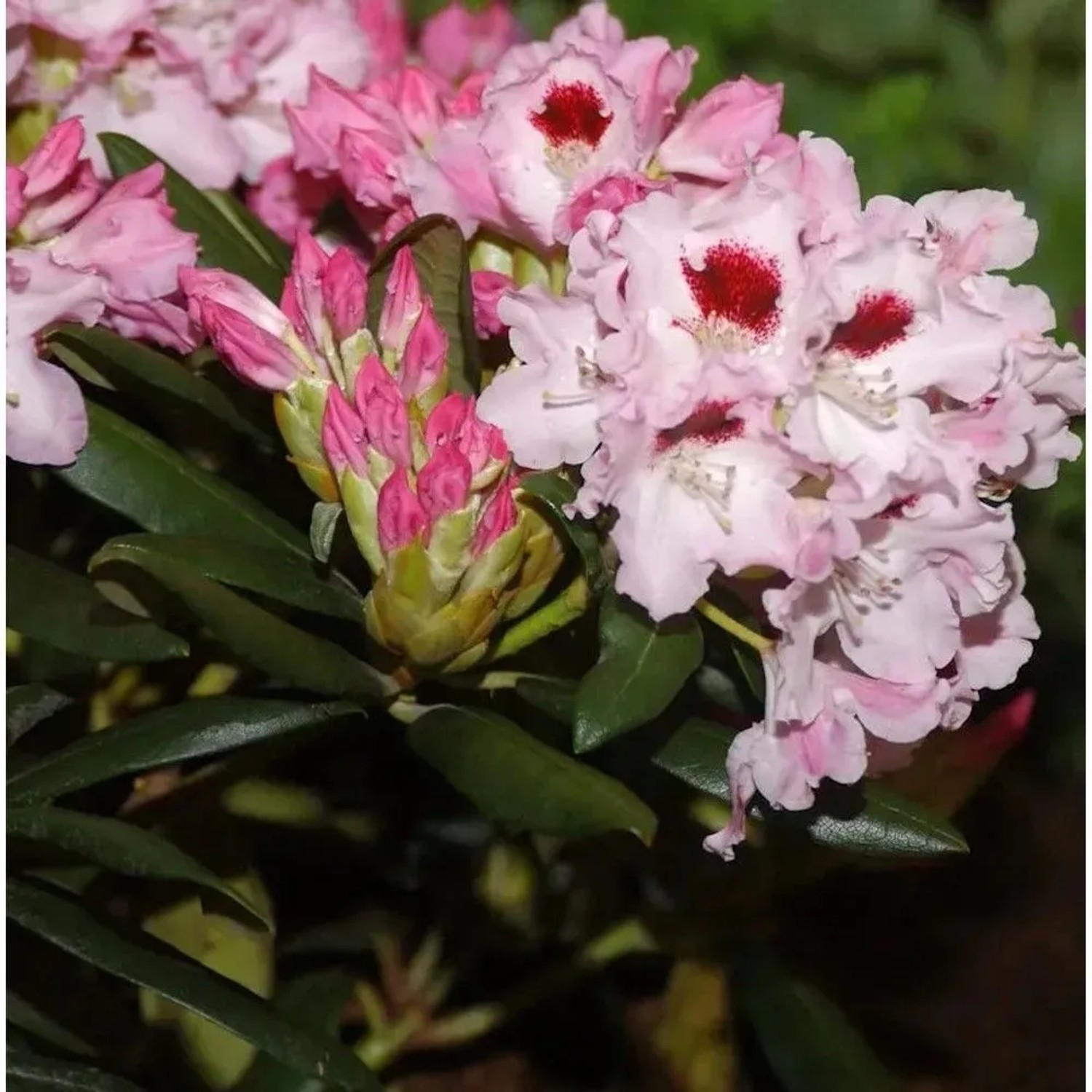 INKARHO - Rhododendron Annika 20-25cm - Rhododendron williamsianum