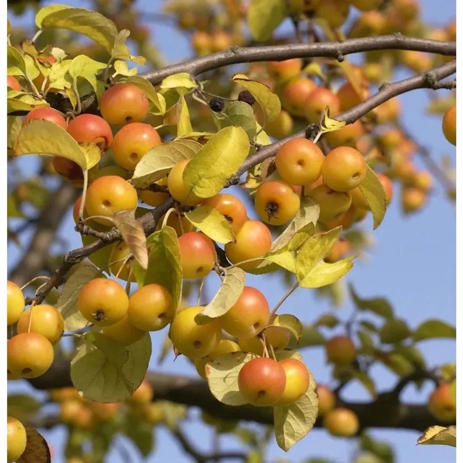 Zierapfel Butterball 125-150cm - Malus Hybride