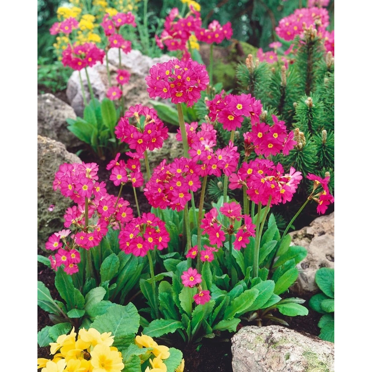 Primula Rosea Gigas Rosenprimel Ca. 9x9 cm Topf günstig online kaufen