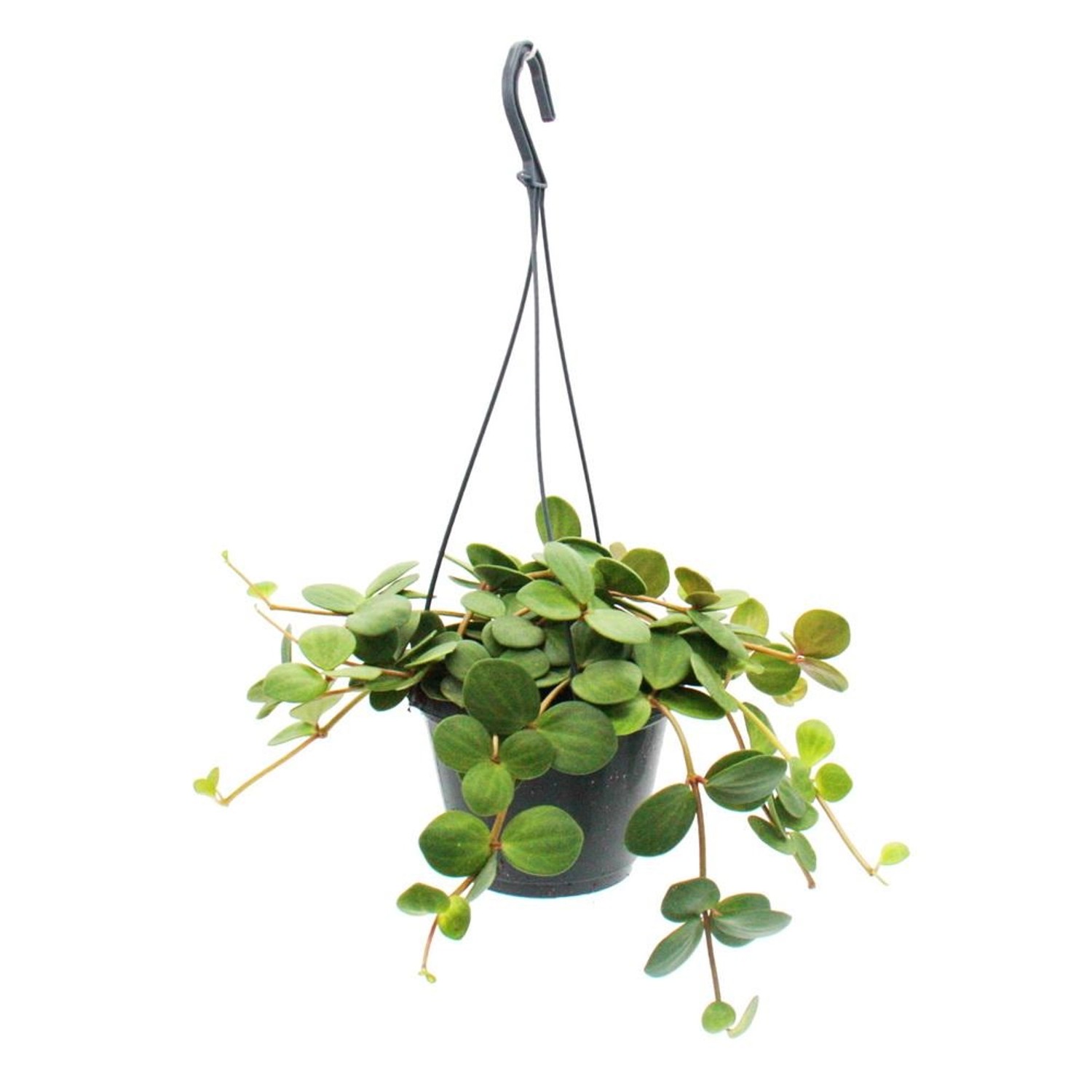 Exotenherz Zimmerpflanze zum Hängen Peperomia Tetraphylla Hängender Zwergpfeffer 14cm Ampel