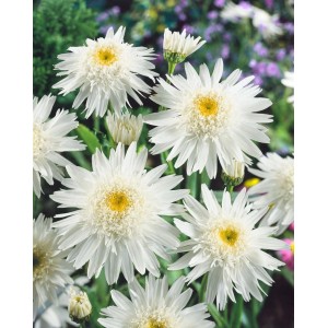 Nahaufnahme der weißen Margerite 'Wirral Supreme' im 9x9 cm Topf. Blühende Zimmerpflanze mit gelber Mitte.