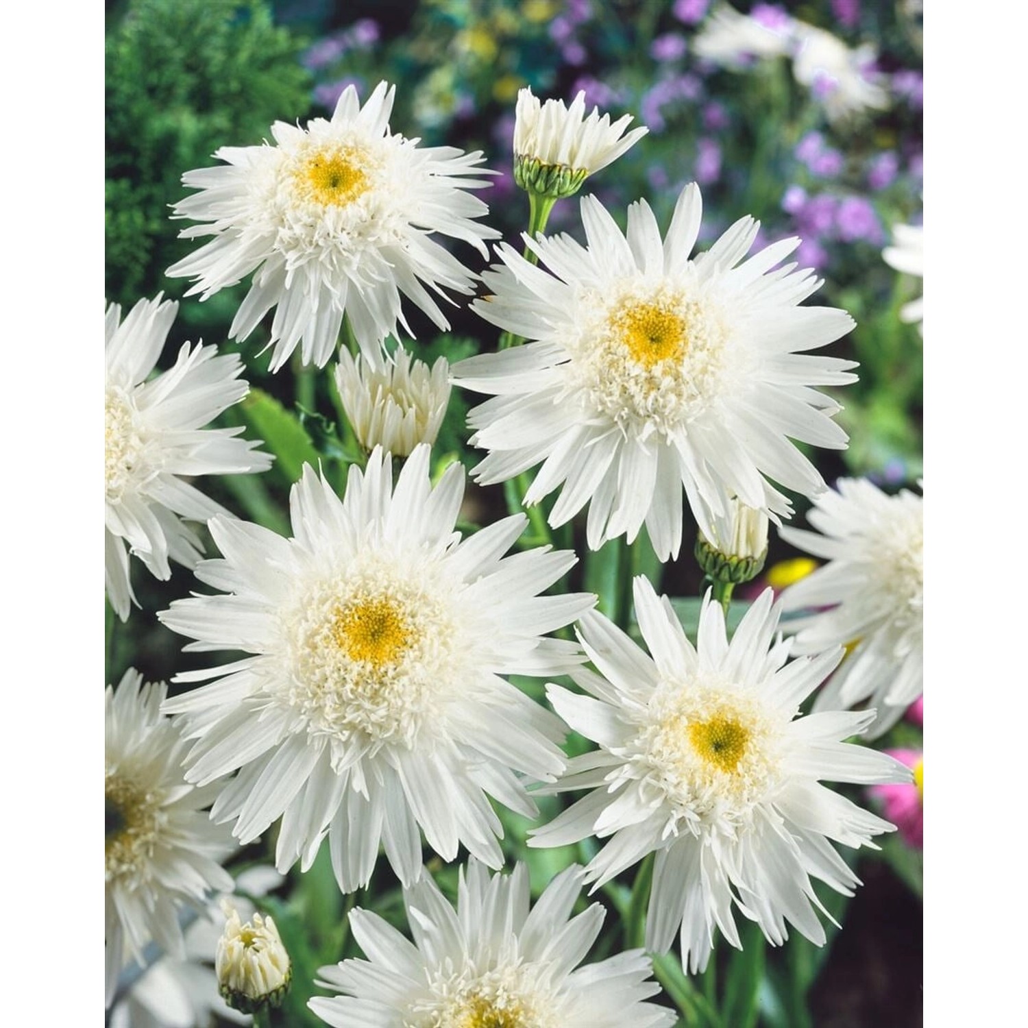 Leucanthemum X Superbum Wirral Supreme Margerite Ca 9x9 cm Topf günstig online kaufen
