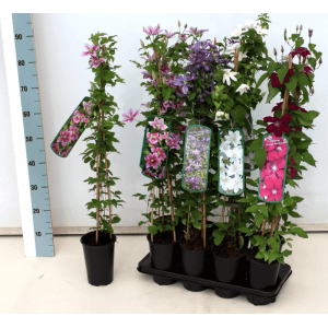 Clematis 'Comtesse de Bouchaud' mit rosa Blüten, 60-100 cm hoch, im Topf.