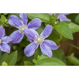 Nahaufnahme der blauvioletten Blüten der Clematis Integrifolia Arabella Waldrebe mit grünen Blättern.