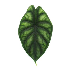 Detailaufnahme des Blattes einer Alocasia Dragon Scale im Kokodama-Gefäß. Exotische Zimmerpflanze mit markanter Blattstruktur.