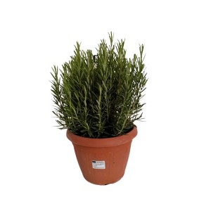 Rosmarin Busch XXL im Topf (Ø 27cm). Rosmarinus officinalis, beliebtes Küchenkraut.