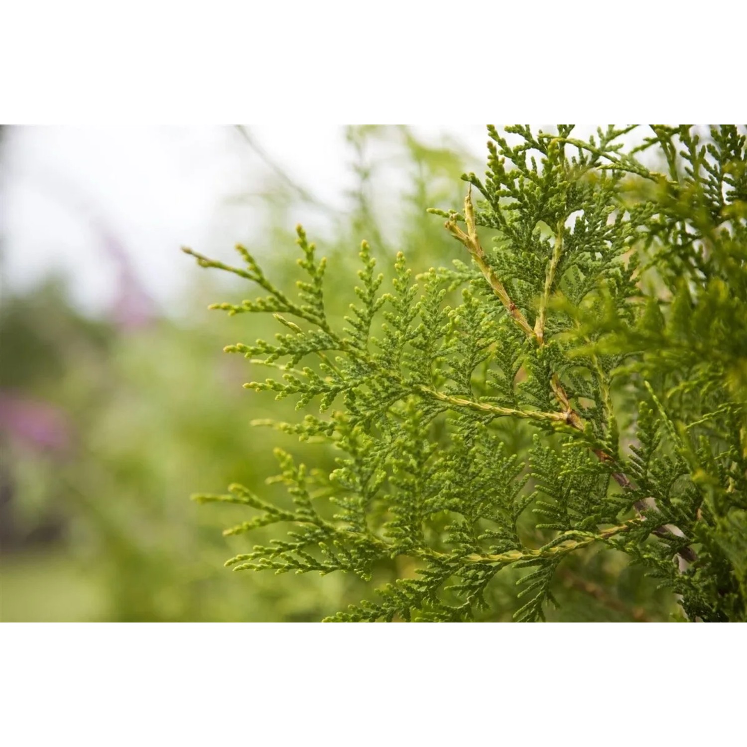 Detailaufnahme einer grünen Thuja 'Brabant' Heckenpflanze, 40-60 cm hoch.