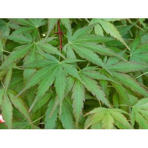 Nahaufnahme des grünen Laubs vom Japanischen Ahorn (Acer Palmatum Arakawa).